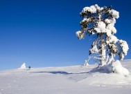 雪鞋猫，踏雪无痕，灵动于寒冬的魅力生物